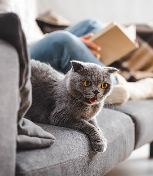 cómo demostrar afecto a un gato